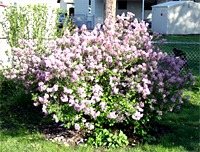 Lilac Bush