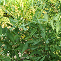 Black Swallowtail Butterfly Caterpillars