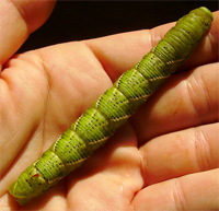 Tomato Hornworm