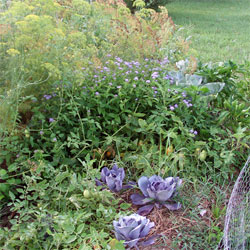 Unfinished Compost - Diary of Dad's Garden