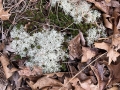 closeup_lichens_moss