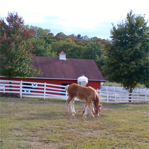 clydesdales.jpg