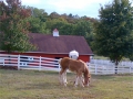 clydesdales.jpg