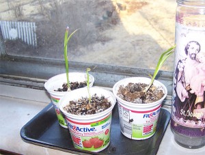 Garlic starting indoors on the windowsill