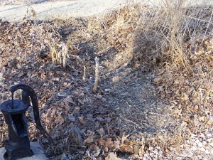 Mulching paths in the vegetable area
