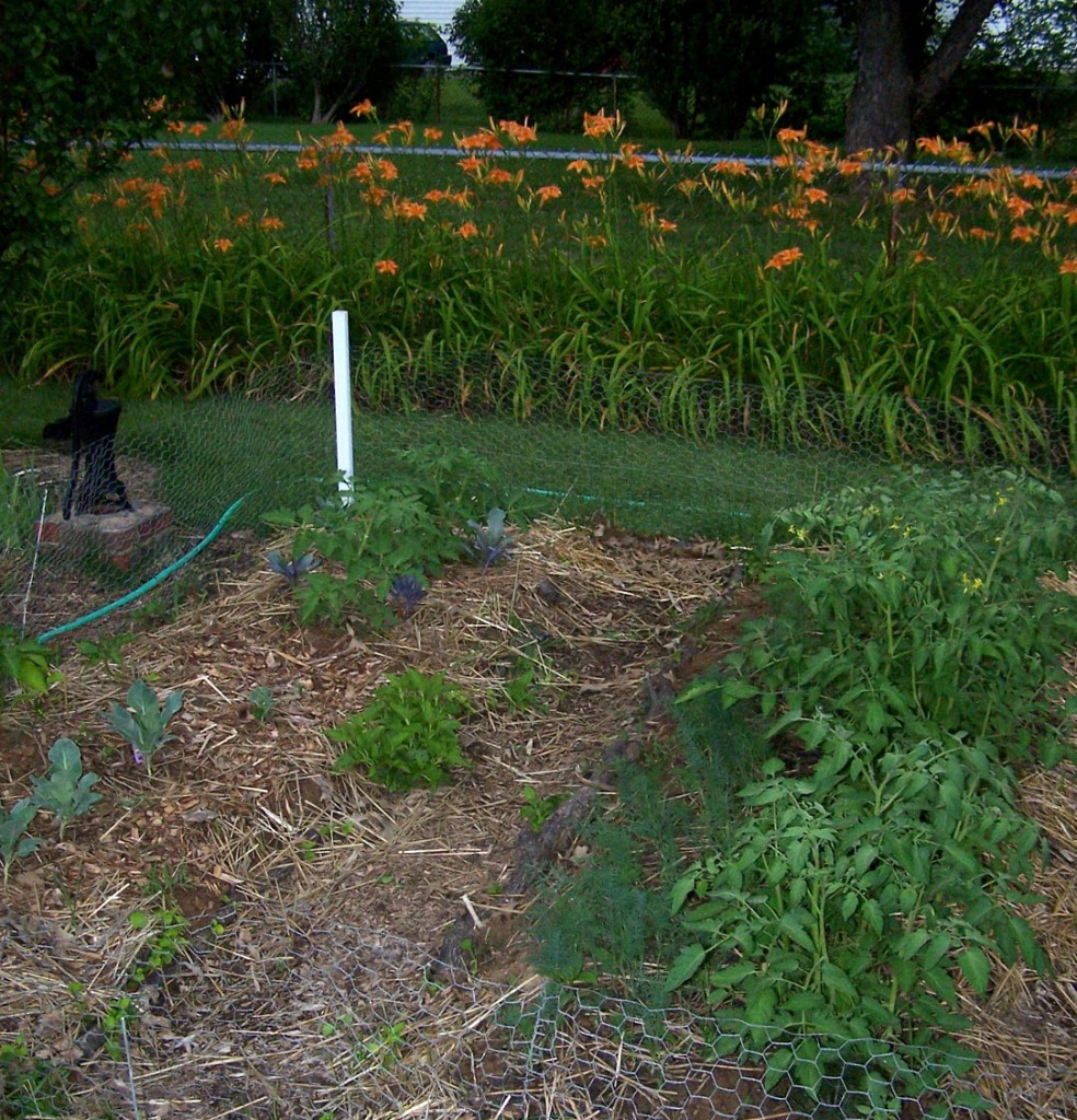 Vegetables growing