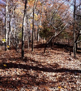 Trail at West Tyson County Park
