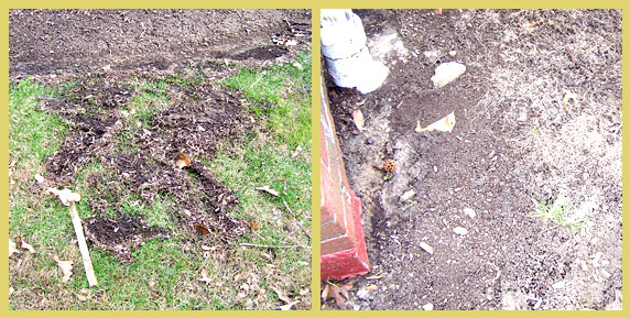 Examples of erosion in areas that are not mulched. On the right, you can see plant roots exposed.