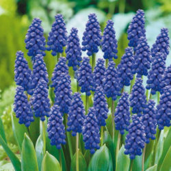 Bulb Planting and Care Tips for Fall