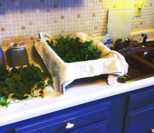 How to Harvest and Dry Herbs