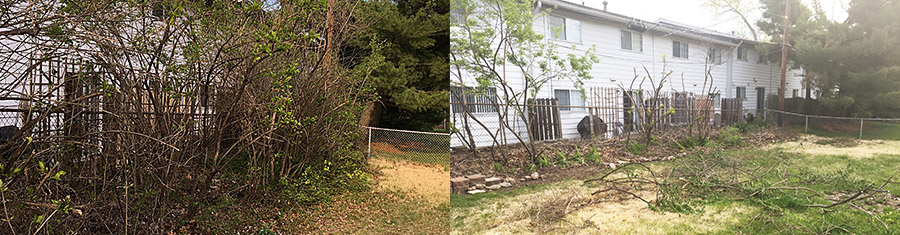 An invasive hedge we are removing bit by bit with hand tools.