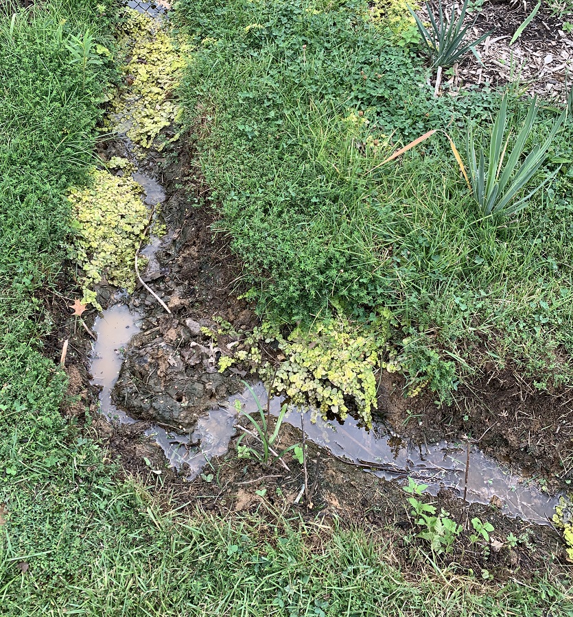 This picture was taken after poking holes and applying BTI, but before adding mulch and organic matter. In the spriing I created meanders in the bottom of this part of the rain garden to slow the water further. Meandering streams run more slowly and deposit more silt than straight streams. Kind of fun to make this happen in miniature!
