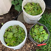 Water hyacinth I collected on the Meramec River on August 24, 2019.