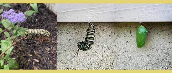 Monarch butterfly caterpillar turning into a chrysalis over a 24 hour period.