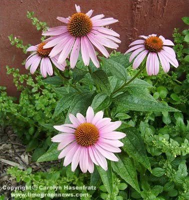 Purple Coneflower